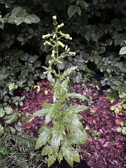 Erechtites hieraciifolius