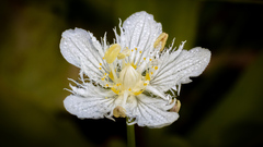 Parnassia cirrata intermedia