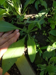 Rudbeckia hirta
