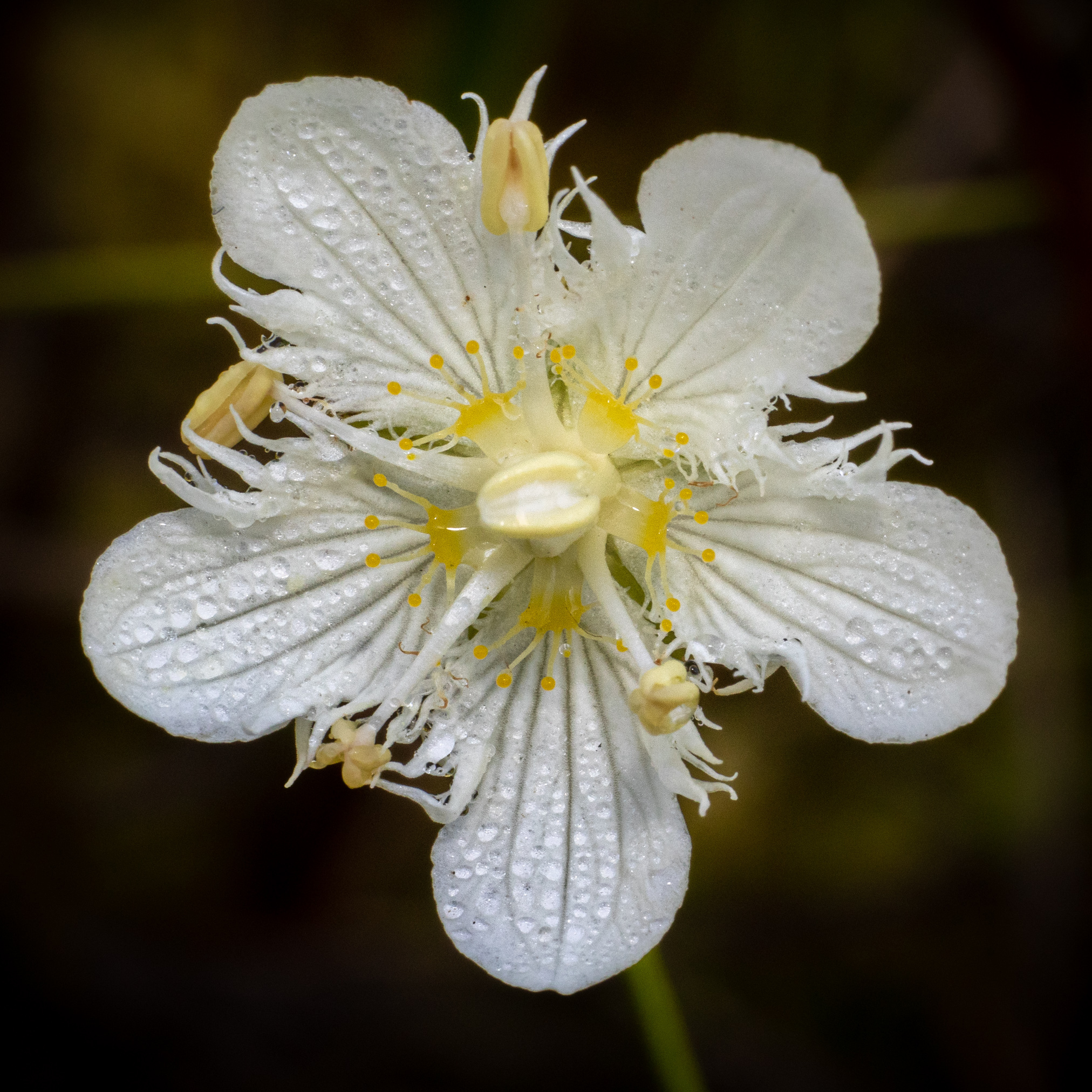 Parnassia cirrata var. intermedia