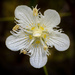 Cascade Grass-of-Parnassus - Photo (c) Jeff Ward, some rights reserved (CC BY-NC-SA), uploaded by Jeff Ward