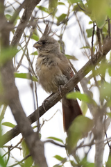 Cardinalis sinuatus