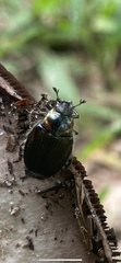 Strigoderma arbicola