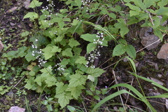 Tiarella trifoliata