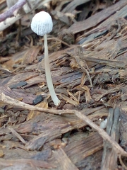 Mycena interrupta