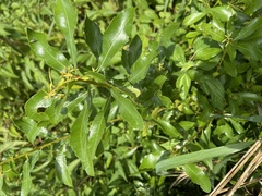 Morella cerifera