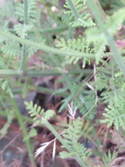 Lavandula