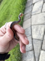 Liodytes rigida sinicola