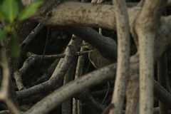 Tigrisoma mexicanum