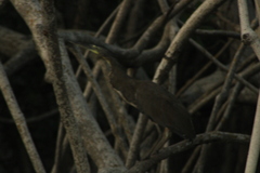 Tigrisoma mexicanum