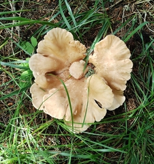 Hohenbuehelia petaloides