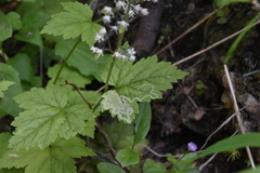 Tiarella trifoliata