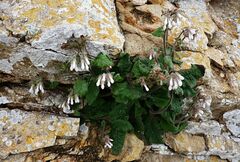 Symphytum davisii cycladense