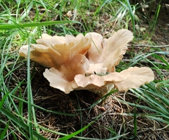 Hohenbuehelia petaloides