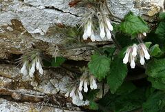 Symphytum davisii cycladense