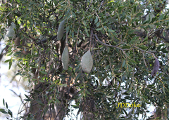 Aspidosperma quebracho-blanco