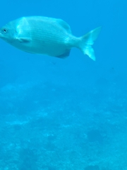 Kyphosus cinerascens