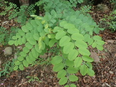 Robinia neomexicana