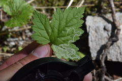 Phytomyza tiarellae
