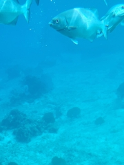 Kyphosus cinerascens