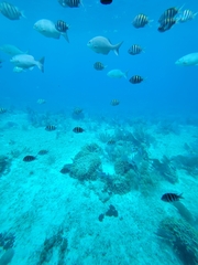 Kyphosus cinerascens