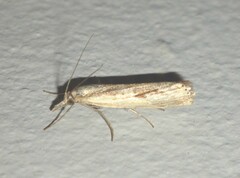 Agriphila inquinatella