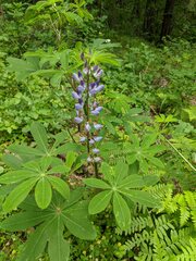 Lupinus latifolius
