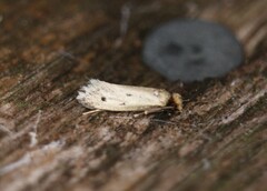 Tinea apicimaculella