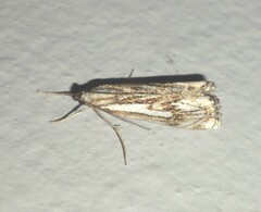 Catoptria falsella