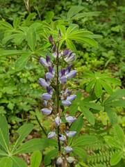 Lupinus latifolius