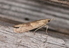 Macrorrhinia endonephele