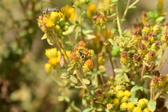 Parancistrocerus declivatus