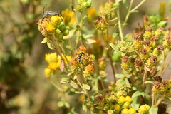 Parancistrocerus declivatus