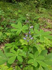 Lupinus latifolius