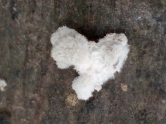 Schizophyllum commune