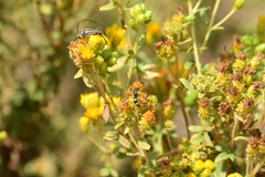 Parancistrocerus declivatus