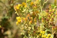 Parancistrocerus declivatus