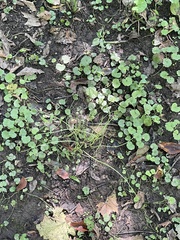 Allium vineale