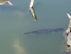 Atractosteus tropicus