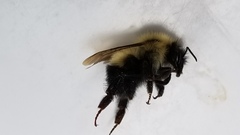 Bombus vagans