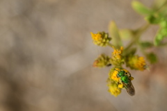 Agapostemon