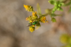 Agapostemon