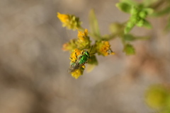 Agapostemon
