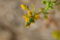 Agapostemon
