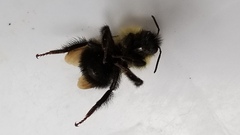 Bombus vagans