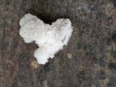 Schizophyllum commune