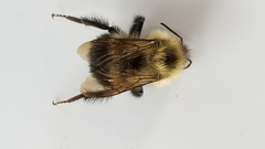 Bombus vagans