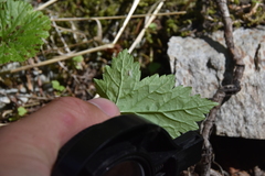 Phytomyza tiarellae