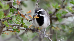 Amphispiza bilineata