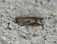 Epiblema abruptana